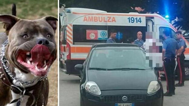 Pesaro Urbino, pitbull toglie la vita a un barboncino fuori dal locale: scontro tra i proprietari