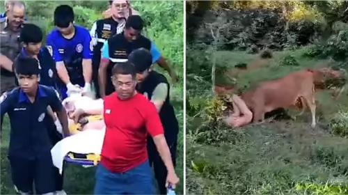 Thailandia: turista cerca di sodomizzare di una mucca, ma l'animale lo incorna