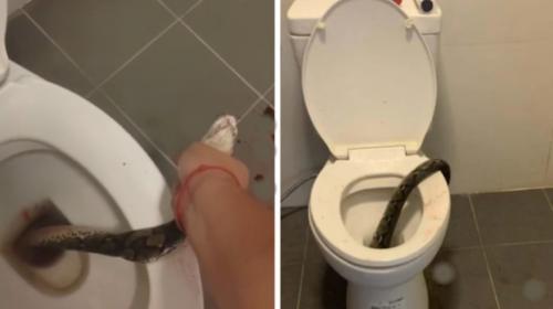 Thailandia: serpente esce dal gabinetto e gli morde i testicoli