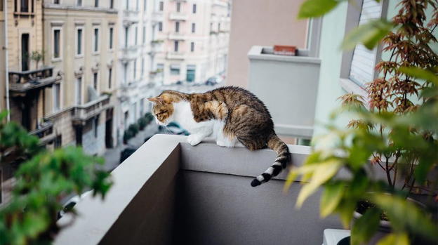 Un gatto che cade dal 4° piano ha meno probabilità di sopravvivere rispetto a uno che cade dall’8°