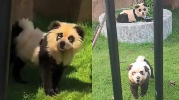 Cani Chow Chow dipinti come panda, il direttore dello zoo: "Una nostra specialità"