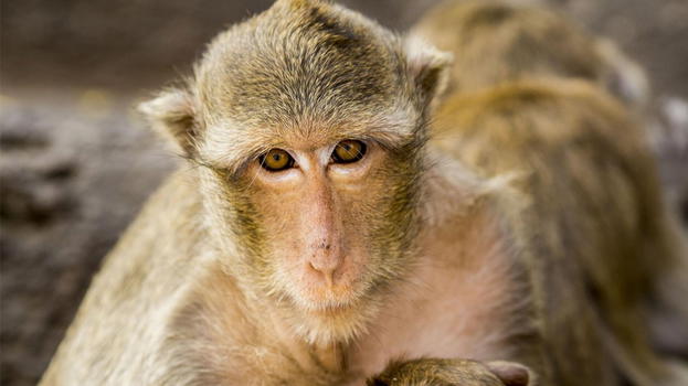 India, scimmie salvano una bimba di 6 anni da uno stuрro