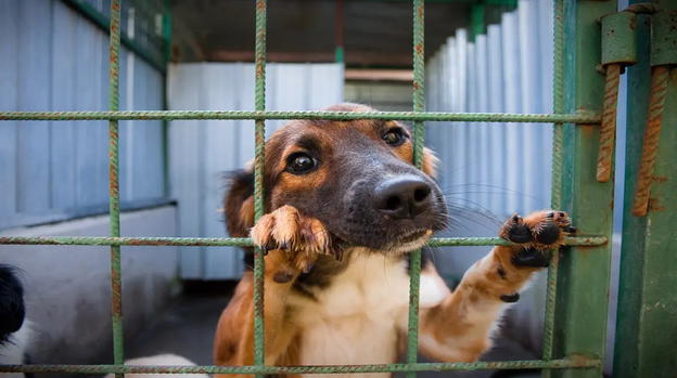 Scoperto canile abusivo in campagna: rinvenuti animali sepolti, denunciato il proprietario