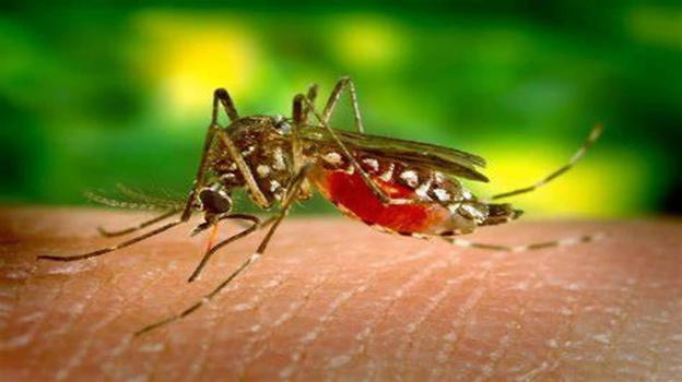 Focolaio di dengue è stato registrato nella città di Fano, dove le autorità sanitarie hanno confermato 102 casi