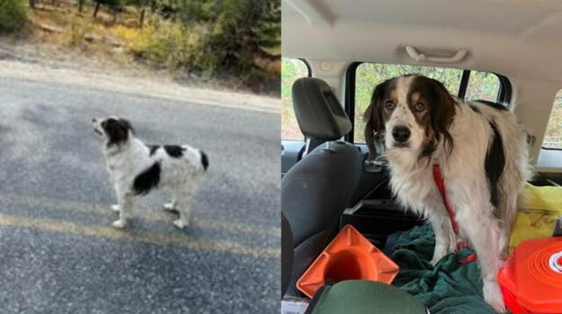 Cane blocca il traffico per salvare il suo padrone