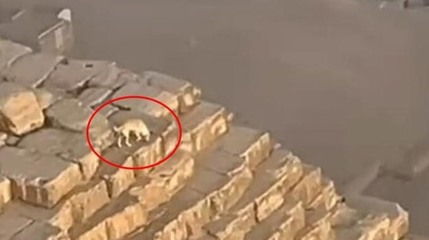 In un video divenuto virale compare un cane sulla Piramide di Giza