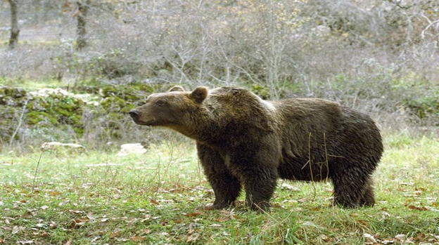 Trentino, orso colpisce 33enne: "Ci vorrebbero maggiori controlli"