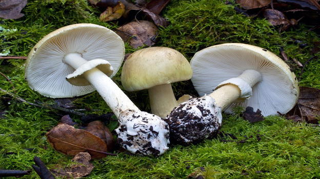 Lodi, funghi in regalo dagli amici: lui li mangia a cena e muore poco dopo