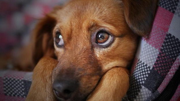 Cani, come sarebbero se non ci fosse l’uomo