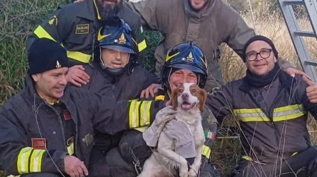 Cane cade in un pozzo in campagna: salvato dai Vigili del Fuoco