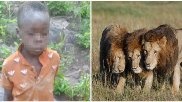 Zimbabwe: bimbo di 8 anni sopravvive da solo dopo 5 giorni tra elefanti e leoni