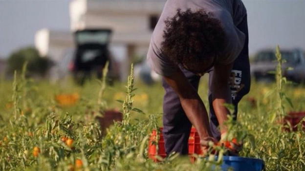 Caporalato: 15 ore di lavoro al giorno e vita in una roulotte