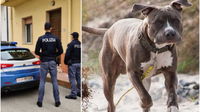 Acerra, pitbull morde una bambina di 9 mesi nel letto: la piccola trovata senza vita