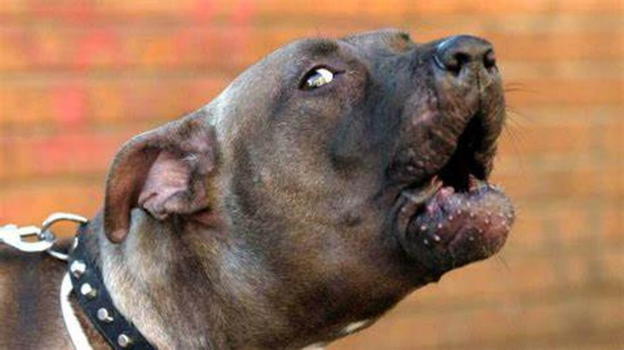 Napoli, bimba morsa dal pitbull: indagato il padre per reato colposo