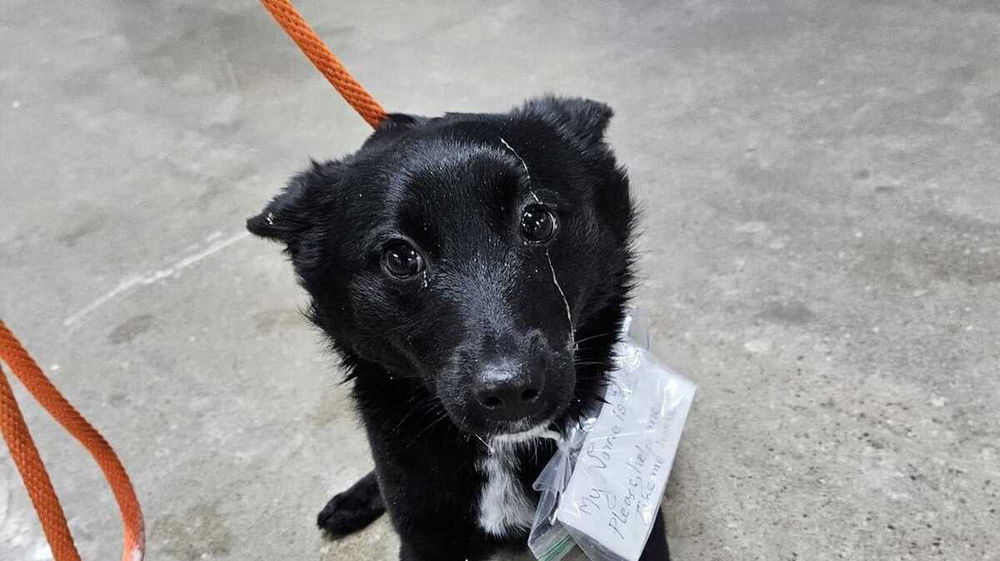 La storia di Rukey, la cagnolina abbandonata con un biglietto: "Per favore portami a casa"