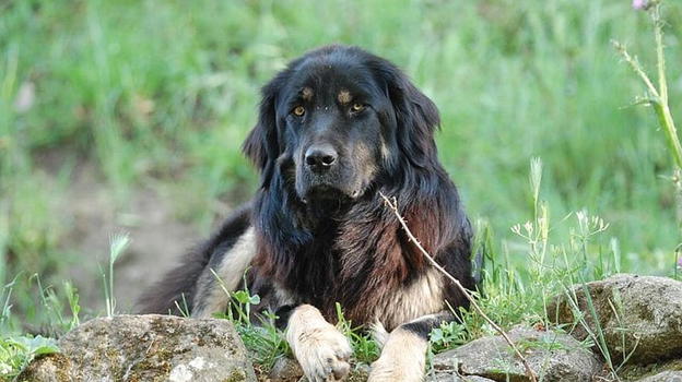 Frosinone, cane entra in una casa e morde madre e figlia: il padre lo colpisce con una carabina