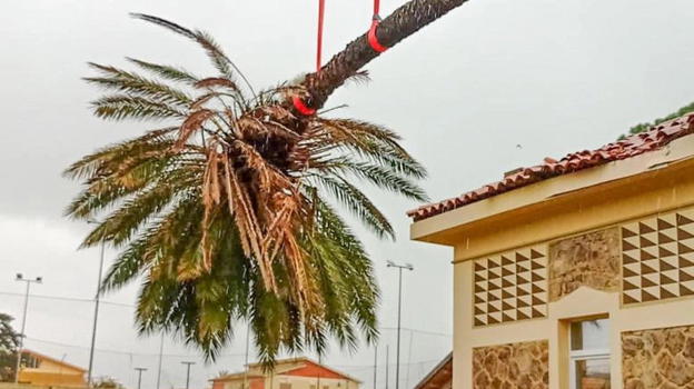 Genova, donna perde la vita schiacciata da una palma caduta in piazza