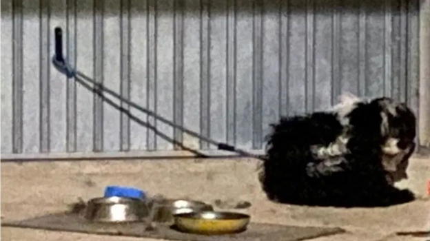 Cane legato a una catena e abbandonato per giorni: scattano due denunce