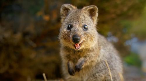 Il Quokka: Alla Scoperta dell’Animale Più Felice del Mondo in Australia