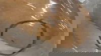 Pescara, formica trovata in un biscotto della mensa scolastica: la rabbia dei genitori