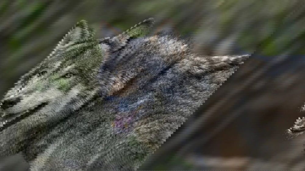 Gatto sbranato dai lupi in giardino sotto gli occhi della proprietaria