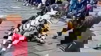 Dramma durante il corteo medievale a Vercelli: cavallo crolla a terra davanti alla folla