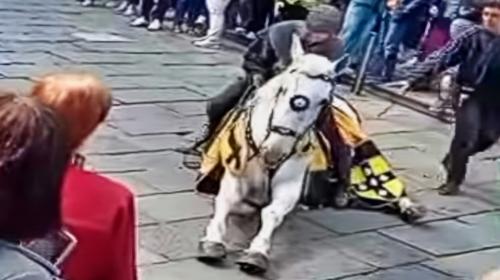 Dramma durante il corteo medievale a Vercelli: cavallo crolla a terra davanti alla folla