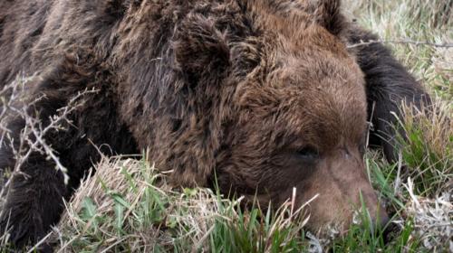 Orso marsicano trovato deceduto nel Parco Nazionale: nel corpo presenti pallini da caccia. Disposte ulteriori indagini