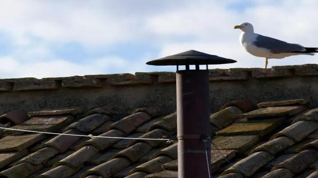 Il Gabbiano del Conclave 2025 conquista il web: è lui la vera star della fumata nera!