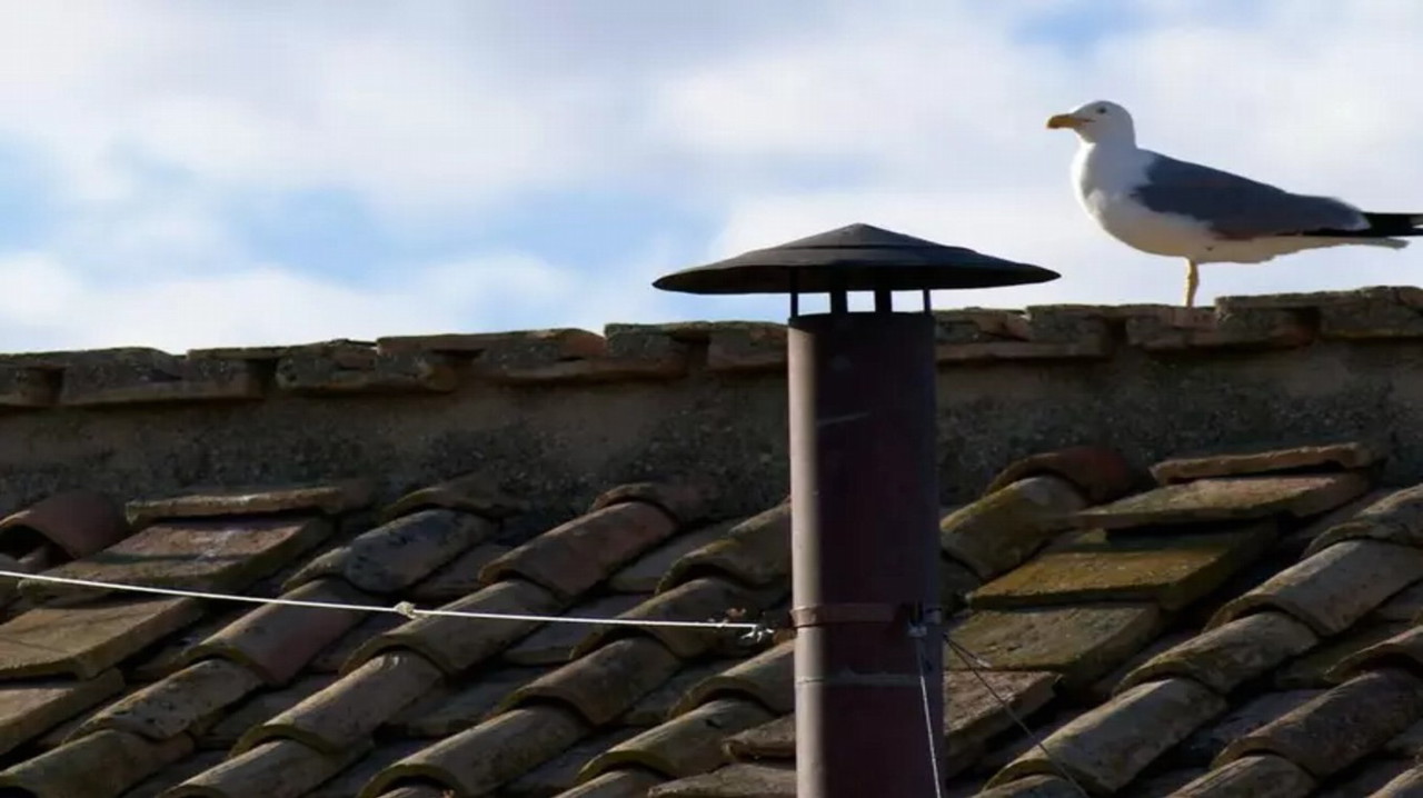 Il Gabbiano del Conclave 2025: L'Inatteso Protagonista della Fumata Nera che Ha Conquistato il Web!