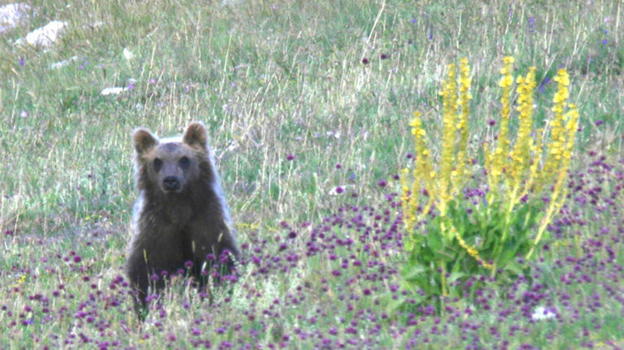 Disgrazia a Scanno: due cuccioli di orso trovati senza vita annegati