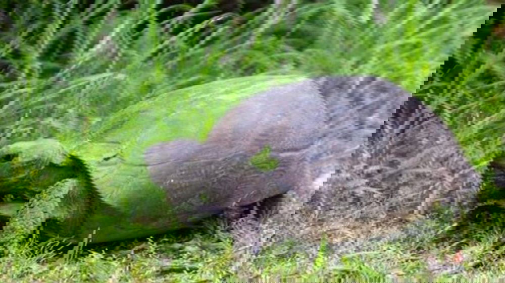 Regno Unito: tartaruga in fuga, ritrovata dopo nove mesi