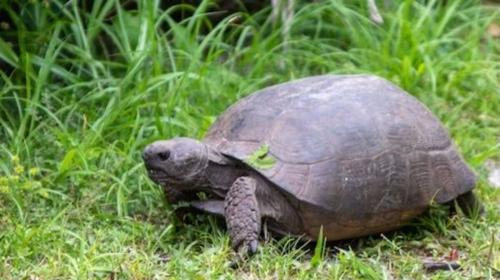 Regno Unito: tartaruga in fuga, ritrovata dopo nove mesi