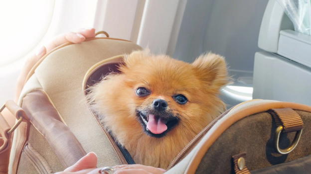 Cani e gatti in aereo: cambiano le regole, niente più stiva ma viaggi accanto al padrone