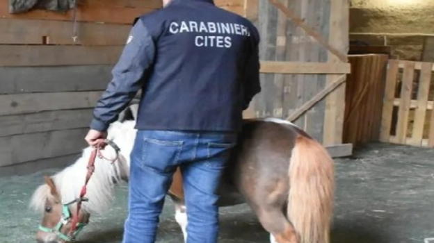 Ritrovato il pony “Giollina”: rubato in Abruzzo, rivenduto illegalmente a Napoli. Tre persone denunciate