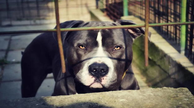Pitbull provoca contusioni a bambina di 2 anni e nonna a Pistoia, la piccola ricoverata in condizioni serie