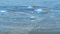 Brindisi, nave perde carico di olio di semi in mare: paura e preoccupazione tra i bagnanti
