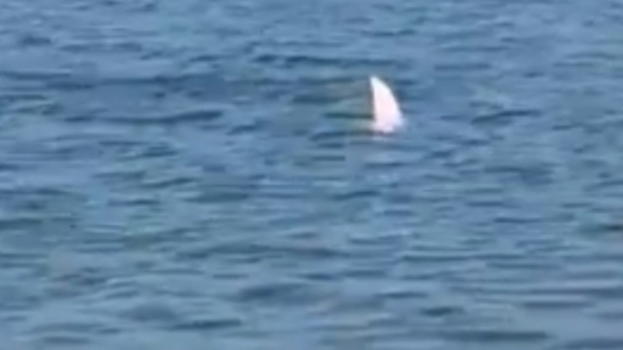 Castellamare di Stabia, "È uno squalo": paura tra i bagnanti per l’avvistamento di una pinna