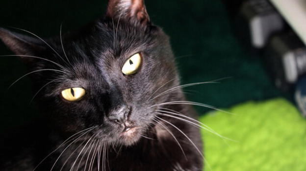 Gatto ritrovato a Paternò con segni di bruciatura: un gesto crudele che accende l’allarme sulla tutela degli animali