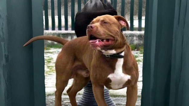 Bimba di 2 anni morsa dal pitbull di famiglia: l’allarme a Fasano