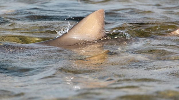Bimba di 9 anni sopravvive all’incontro con uno squalo in Florida: il racconto della piccina