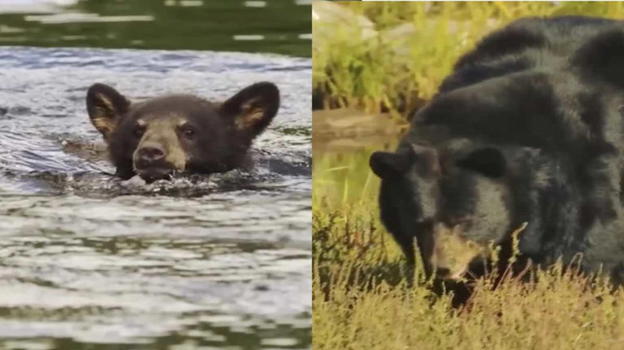 Canada, mamma orsa si avvicina a un uomo: il gesto per salvare il cucciolo emoziona il mondo