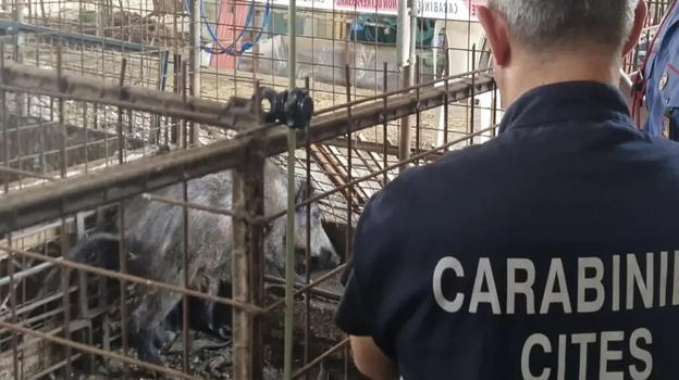 Roma, sigilli alla “Sfattoria degli Ultimi”: 320 animali trovati nel degrado, 50 cinghiali senza acqua né cibo