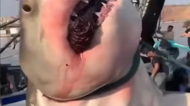 Colosso dei mari nelle reti: pescatori algerini catturano uno squalo bianco da record, è bufera sul web