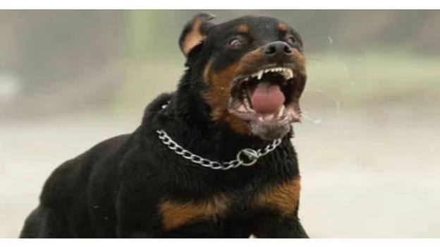 Due fratellini gravemente morsi da rottweiler, trasportati al Bambin Gesù