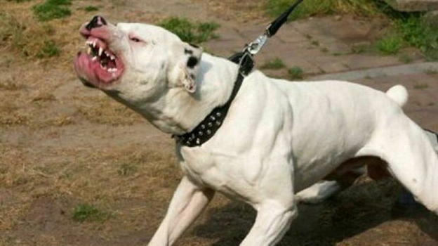 Fermo, bimbo di 4 anni finisce in ospedale dopo l’intervento di un pitbull: padroni fuggono