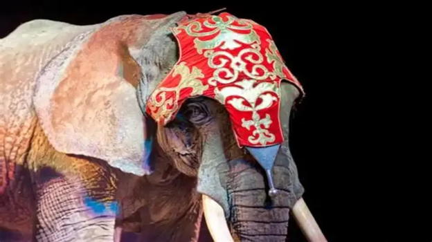 Stop ai circhi con animali, il Governo rinvia ancora: il caso Pescara e la situazione nell’area metropolitana