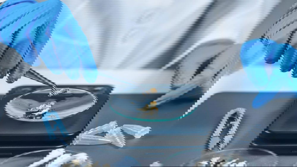 Italia pioniera nella cura della depressione: via libera ai funghi psichedelici per uso terapeutico