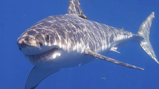 L’allarme di ricercatori e scienziati: gli squali bianchi sono spariti da Seal Island, in Sud Africa