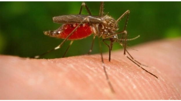 Febbre West Nile, primo caso grave nel Lazio: scatta l’allerta estiva sul virus trasmesso dalle zanzare